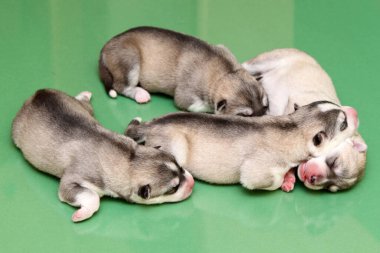 Stüdyo arka planında sevimli Sibirya Husky yavruları