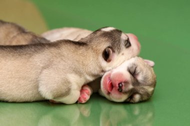 Stüdyo arka planında sevimli Sibirya Husky yavruları