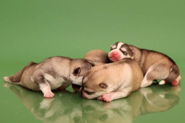 Stüdyo arka planında sevimli Sibirya Husky yavruları