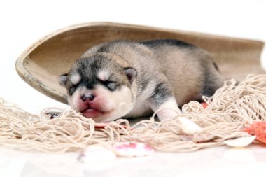 Beyaz arka planda sevimli Sibirya Husky köpeği