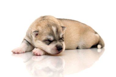 Beyaz arka planda sevimli Sibirya Husky köpeği