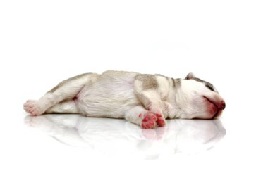 Beyaz arka planda sevimli Sibirya Husky köpeği