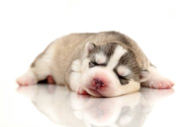 Beyaz arka planda sevimli Sibirya Husky köpeği