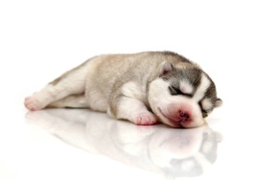 Beyaz arka planda sevimli Sibirya Husky köpeği