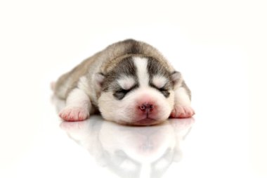 Beyaz arka planda sevimli Sibirya Husky köpeği