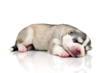 Beyaz arka planda sevimli Sibirya Husky köpeği