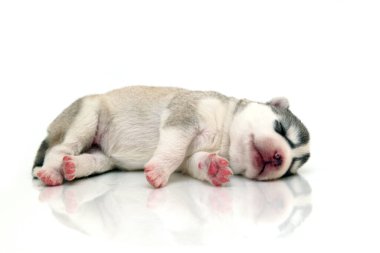 Beyaz arka planda sevimli Sibirya Husky köpeği