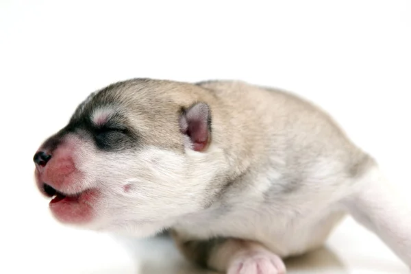 Adorable Siberian Husky Puppy White Background — Stock Photo, Image