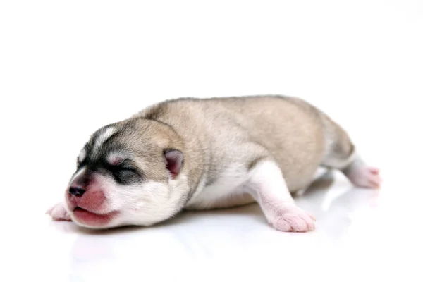 Schattige Siberische Husky Puppy Witte Achtergrond — Stockfoto