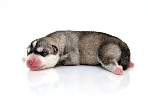 Adorable Siberian Husky Puppy White Background — Stock Photo, Image