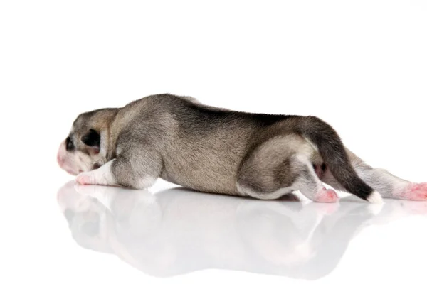 Adorable Chiot Husky Sibérien Sur Fond Blanc — Photo