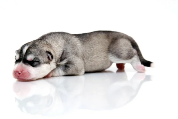 Schattige Siberische Husky Puppy Witte Achtergrond — Stockfoto