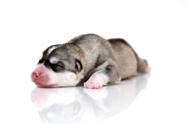 Anjing Husky Siberia Yang Manis Dengan Latar Belakang Putih — Stok Foto