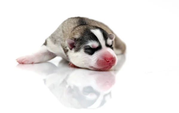 Entzückender Siberian Husky Welpe Auf Weißem Hintergrund — Stockfoto