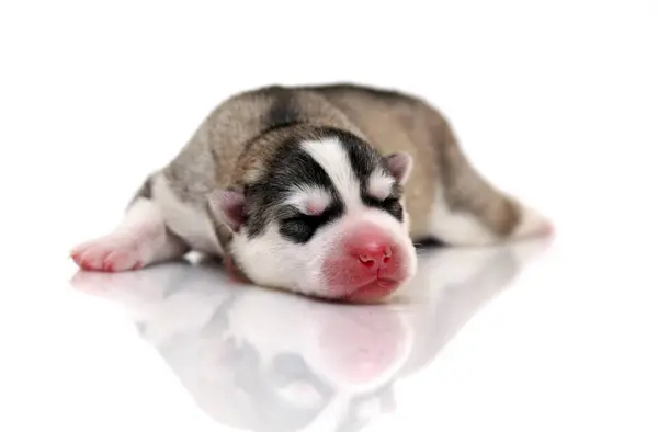 Anjing Husky Siberia Yang Manis Dengan Latar Belakang Putih — Stok Foto