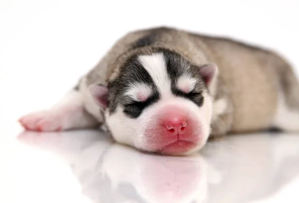 Schattige Siberische Husky Puppy Witte Achtergrond — Stockfoto