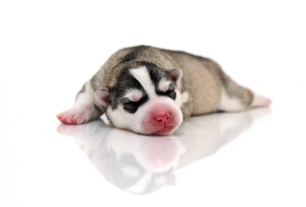 Schattige Siberische Husky Puppy Witte Achtergrond — Stockfoto