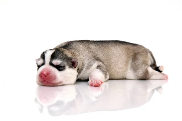 Adorable Cachorro Husky Siberiano Sobre Fondo Blanco — Foto de Stock