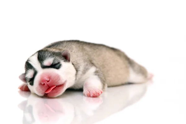 Schattige Siberische Husky Puppy Witte Achtergrond — Stockfoto