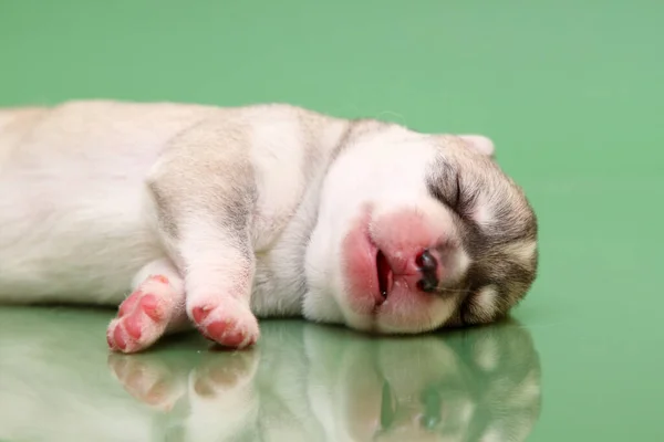 Entzückender Siberian Husky Welpe Auf Studiohintergrund — Stockfoto