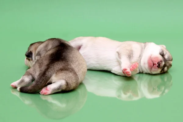 Rozkošná Sibiřská Husky Štěňátka Pozadí Studia — Stock fotografie