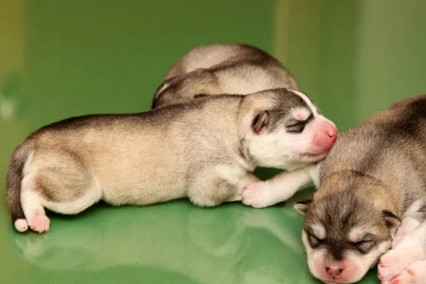 愛らしいシベリアハスキー子犬上のスタジオ背景 — ストック写真