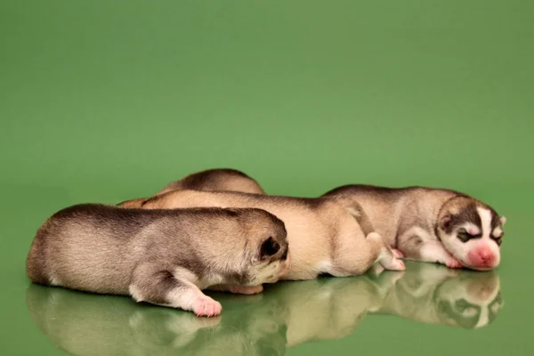 Stüdyo Arka Planında Sevimli Sibirya Husky Yavruları — Stok fotoğraf