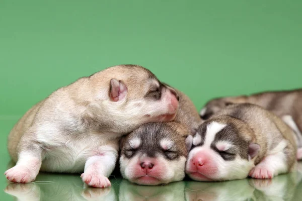 Adorables Cachorros Husky Siberianos Fondo Del Estudio —  Fotos de Stock