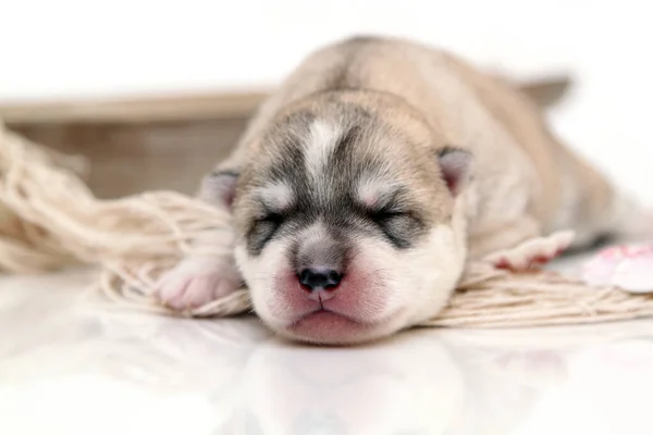 Schattige Siberische Husky Puppy Witte Achtergrond — Stockfoto