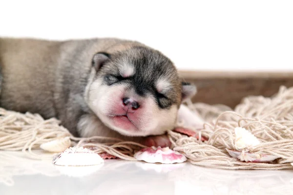 Adorable Cachorro Husky Siberiano Sobre Fondo Blanco —  Fotos de Stock