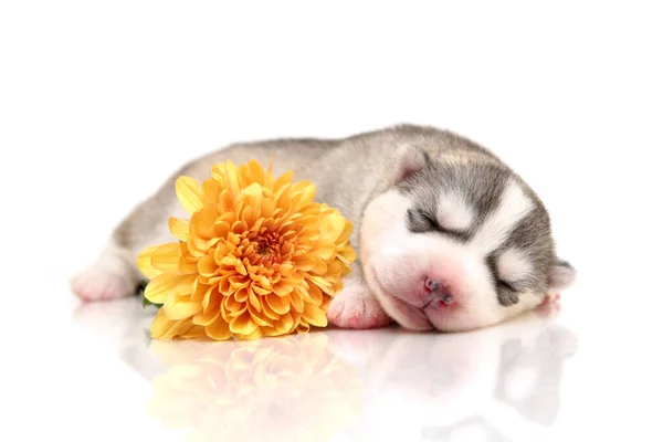 Adorable Siberian Husky Puppy Flower — Stock Photo, Image