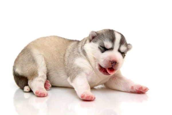 Adorable Siberian Husky Puppy White Background — Stock Photo, Image