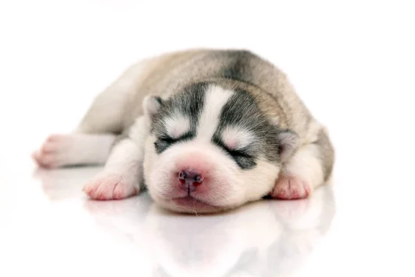 Schattige Siberische Husky Puppy Witte Achtergrond — Stockfoto