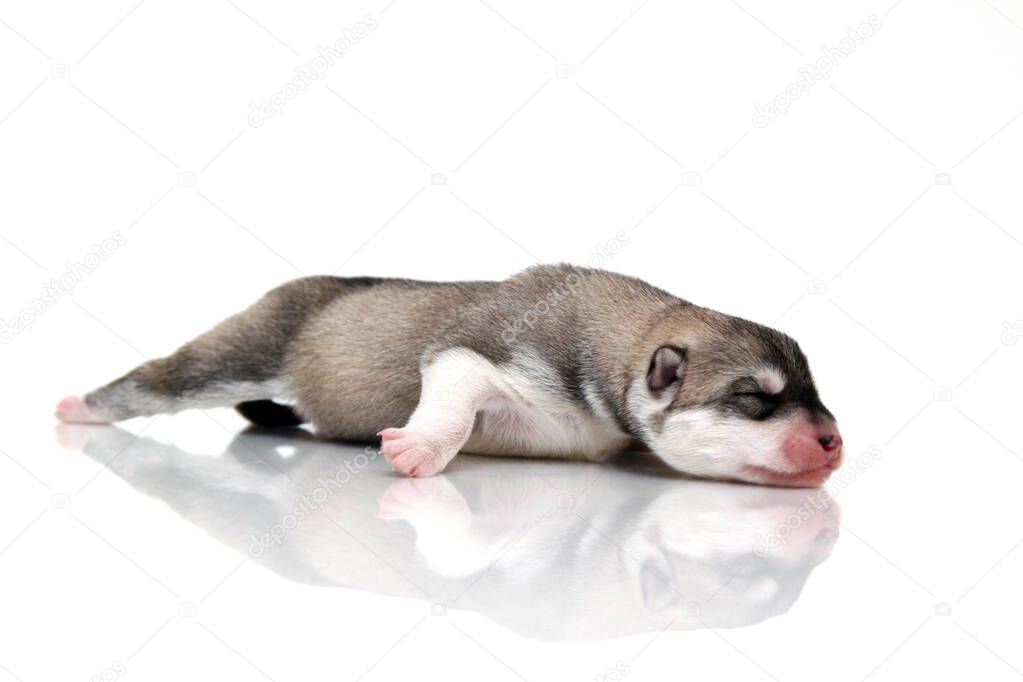 Adorable Siberian Husky puppy on white background 