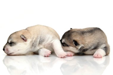 Beyaz arka planda sevimli Sibirya Husky yavruları