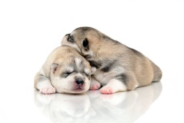 Beyaz arka planda sevimli Sibirya Husky yavruları