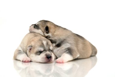 Beyaz arka planda sevimli Sibirya Husky yavruları