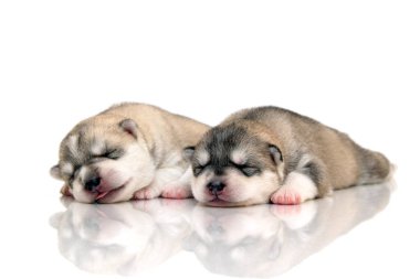 Beyaz arka planda sevimli Sibirya Husky yavruları