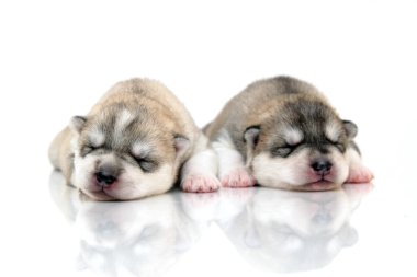 Beyaz arka planda sevimli Sibirya Husky yavruları