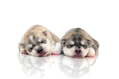 Beyaz arka planda sevimli Sibirya Husky yavruları