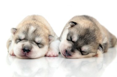 Beyaz arka planda sevimli Sibirya Husky yavruları