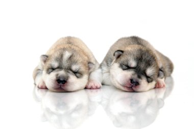 Beyaz arka planda sevimli Sibirya Husky yavruları