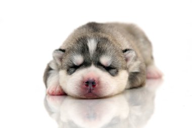 Beyaz arka planda sevimli Sibirya Husky köpeği