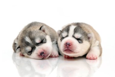 Beyaz arka planda sevimli Sibirya Husky yavruları