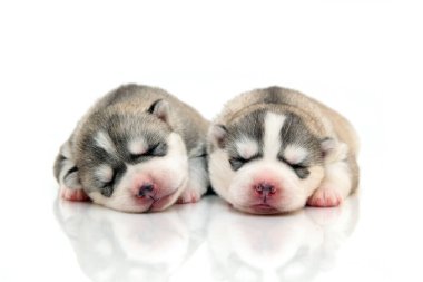 Beyaz arka planda sevimli Sibirya Husky yavruları
