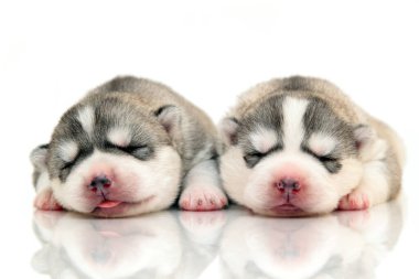 Beyaz arka planda sevimli Sibirya Husky yavruları