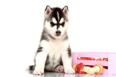 Mantarlı sevimli Sibirya Husky köpeği.