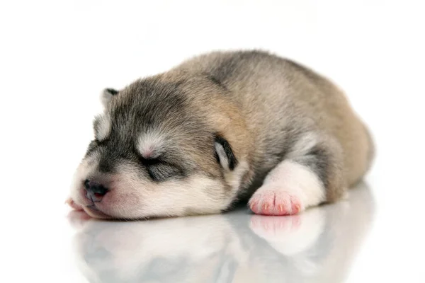 Adorable Cachorro Husky Siberiano Sobre Fondo Blanco — Foto de Stock