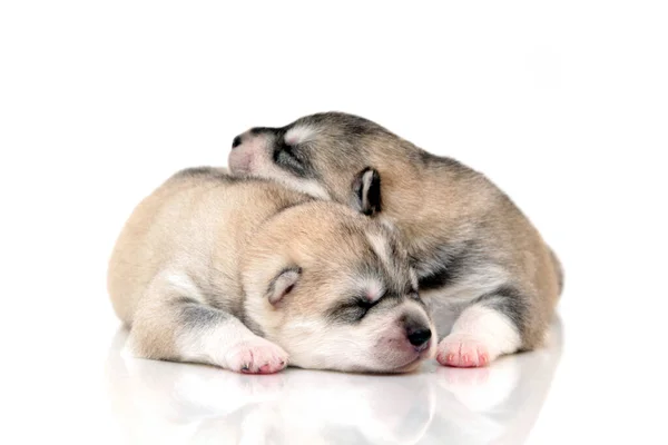 Schattige Siberische Husky Pups Witte Achtergrond — Stockfoto