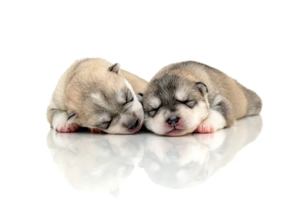 Schattige Siberische Husky Pups Witte Achtergrond — Stockfoto